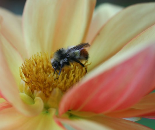 Nectar Bee