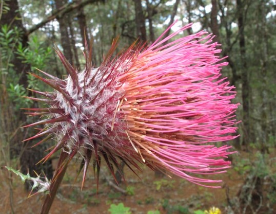 Scattered throughout the pine forests of the Sierras northeast of Oaxaca are these huge (4-5 feet tall) plants which appear to be a variety of thistle. 