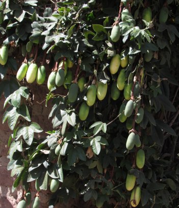 Maracuya, a fruit for making cold drinks and nieve (a kind of ice cream)
