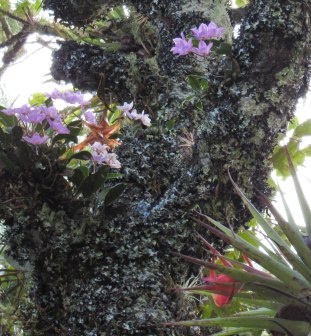 Wild orchids and bromeliads nestle in tree branches