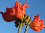 Tulipán africano, African Tulip Tree, spathodea campanulata